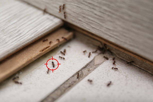 Best Best Pest Control Companies  in Wautoma, WI