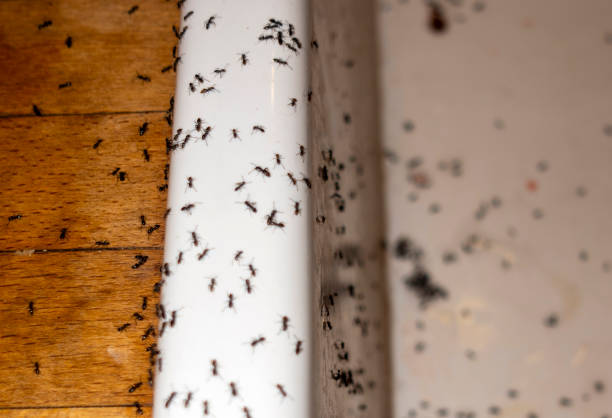 Flea Control Services in Wautoma, WI