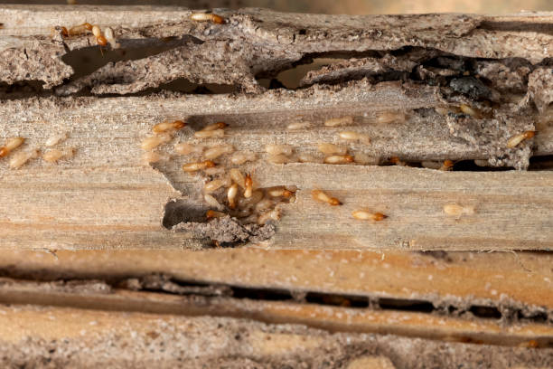 Best Pest Control Near Me in Wautoma, WI