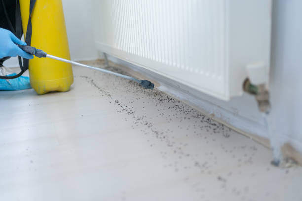Best Ant Control Services  in Wautoma, WI